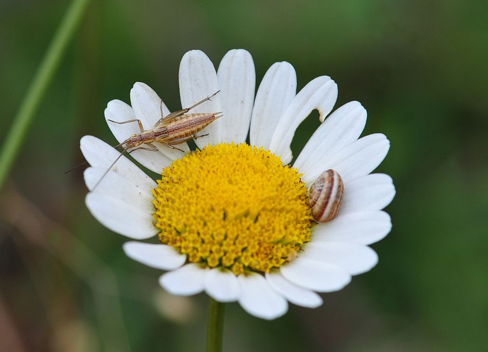 La vita in un fiore: terza parte